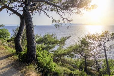 Mavi deniz kıyısında çam. Hırvatistan.