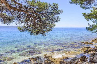 Güzel çam ağaçları ve akşamları mavi denizin kıyıları. Hırvatistan.