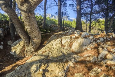 İğne yapraklı çam ormanı bir yaz akşamı.