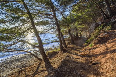 Güzel çam ağaçları ve akşamları mavi denizin kıyıları. Hırvatistan.