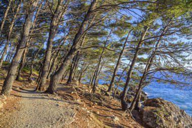 Güzel çam ağaçları ve akşamları mavi denizin kıyıları. Hırvatistan.
