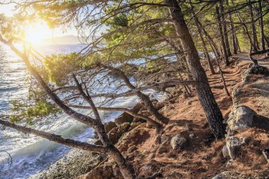 Güzel çam ağaçları ve akşamları mavi denizin kıyıları. Hırvatistan.