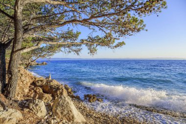 Güzel çam ağaçları ve akşamları mavi denizin kıyıları. Hırvatistan.