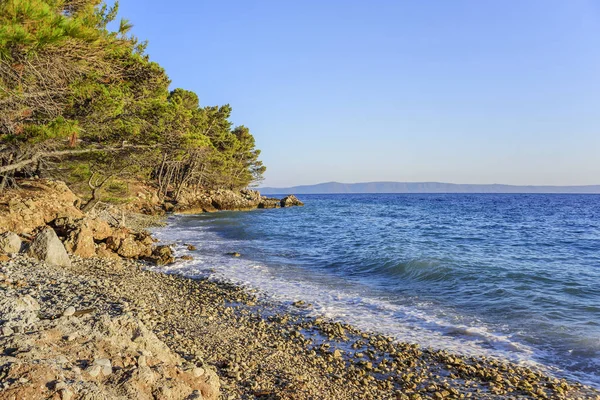 美しい松の木と夕方には青い海の海岸。クロアチア. — ストック写真