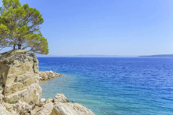 Güneşli bir günde sahilde yapayalnız bir ağaç..