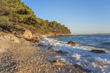 Güzel çam ağaçları ve akşamları mavi denizin kıyıları. Hırvatistan.