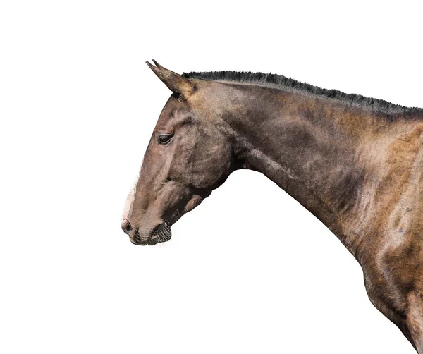Renrasig häst isolerad på vit bakgrund. — Stockfoto