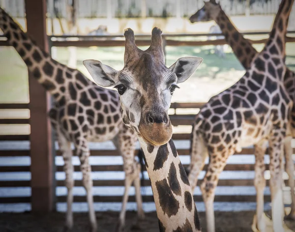 Жирафы в вольере зоопарка . — стоковое фото