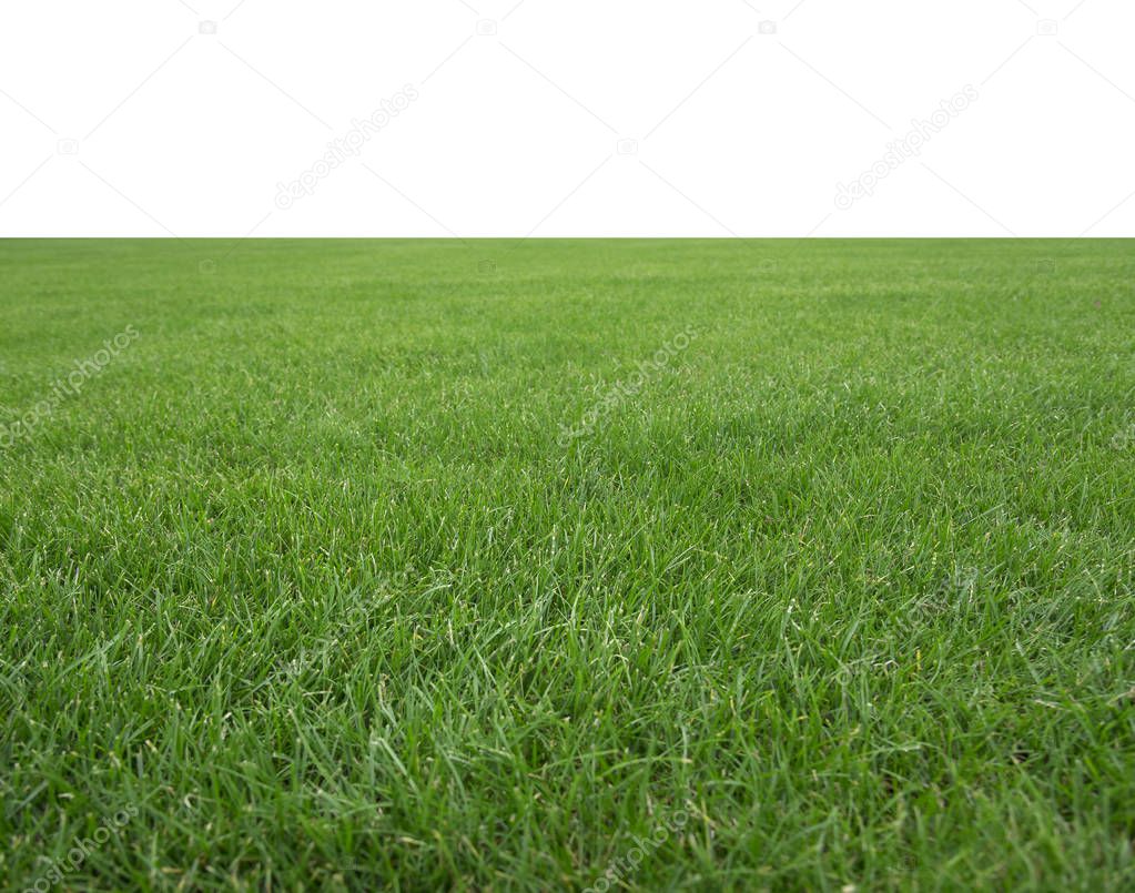 Beautiful green grass texture.
