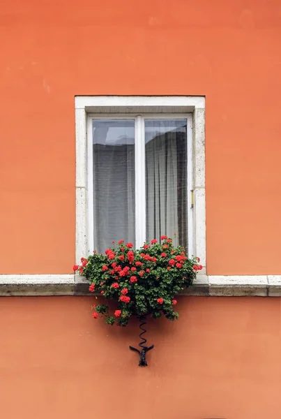 White window with flowers. — Stock Photo, Image