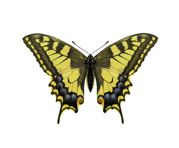 하얀 배경에 고립된 노란 나비. — 스톡 사진