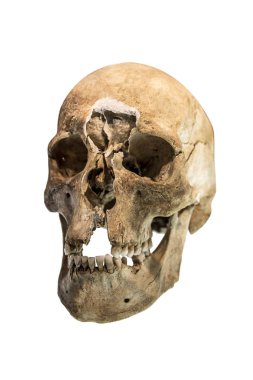 insan kafatası izole.