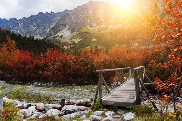 Dağ orman, yüksek Tatras akışında arasında ahşap yaya köprüsü. — Stok fotoğraf