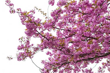Çiçeklenme Japon kiraz ağacı veya sakura bahar.