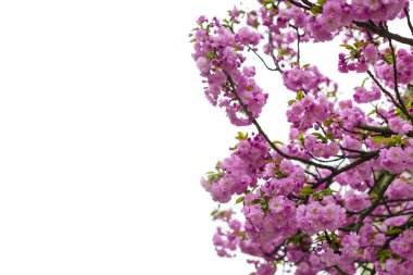 Çiçeklenme Japon kiraz ağacı veya sakura bahar.