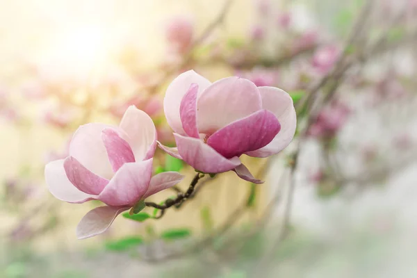 Magnolia tree in bloom beautiful purple flowers in spring. — Stock Photo, Image