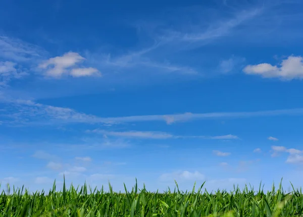 Поле з травою і блакитним небом на задньому плані . — стокове фото
