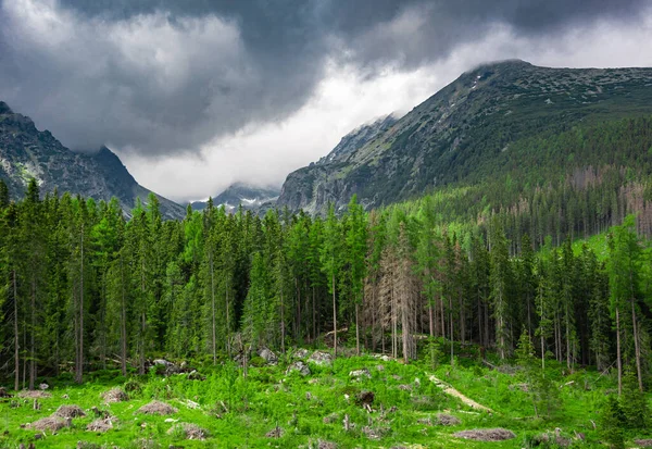 Jehličnatý les v horách za deštivého počasí. — Stock fotografie