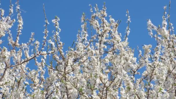 Blommande vita träd. — Stockvideo