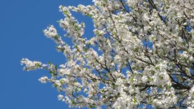 Çiçek açan beyaz ağaçlar.