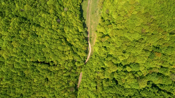 Forest and road aerial view.