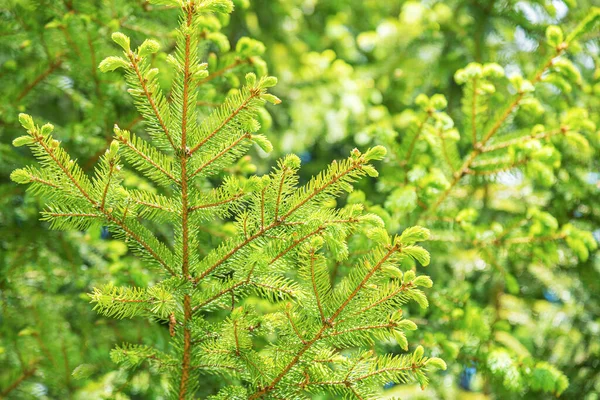 Spruce branches background. — Stock Photo, Image