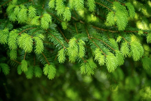 Spruce branches background. — Stock Photo, Image