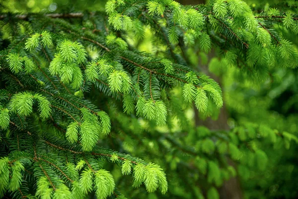 Spruce branches background. — Stock Photo, Image