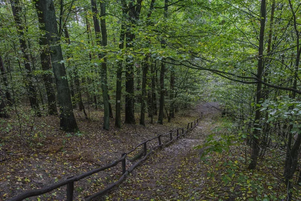 Stairs in the autumn forest