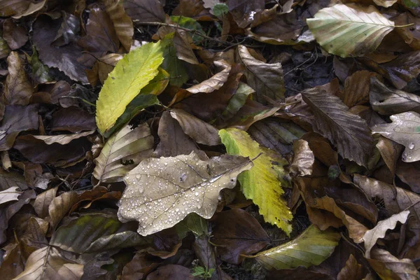 Herbstblätter in Tau gebadet — Stockfoto