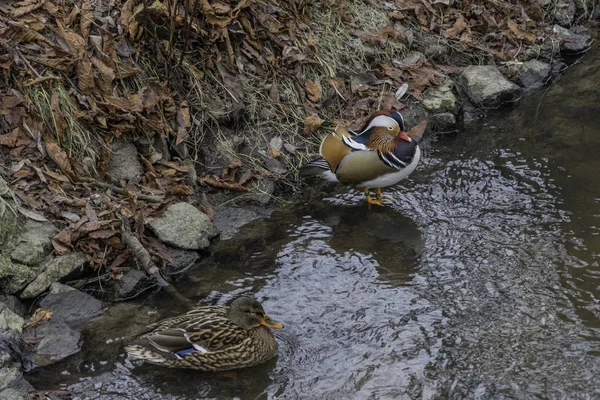 Mandarinka, kachna na řece — Stock fotografie