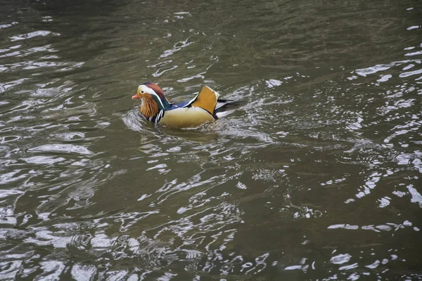 Osamělý mandarinky kachna plovoucí na řece — Stock fotografie