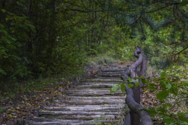 Sonbahar ormanındaki merdivenler.