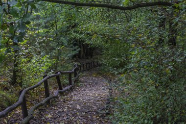 Sonbahar ormanındaki merdivenler.