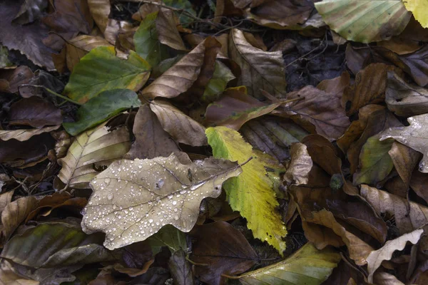 Herbstblätter in Tau gebadet — Stockfoto