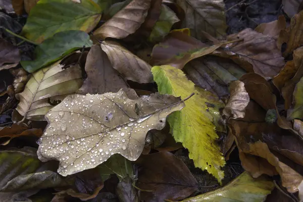 Herbstblätter in Tau gebadet — Stockfoto