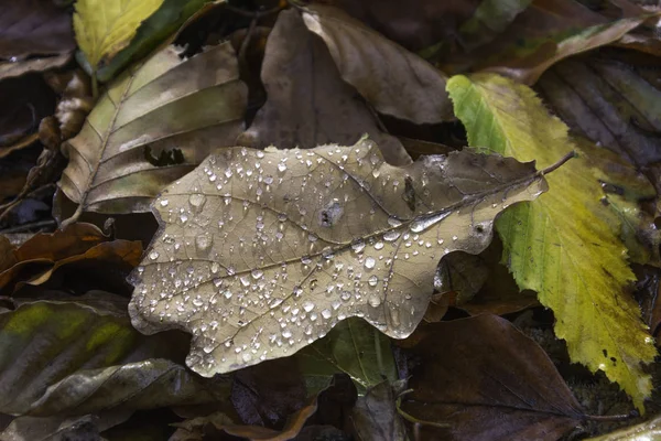 Herbstblätter in Tau gebadet — Stockfoto