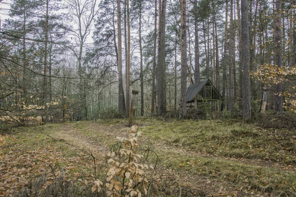 Orman kantin, hayvan sığınak — Stok fotoğraf
