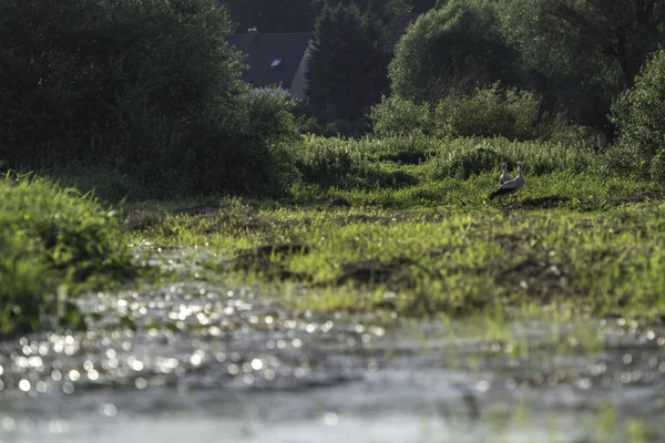 Yeşil çayırdaki leylek