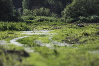 Yeşil çayırdaki leylek