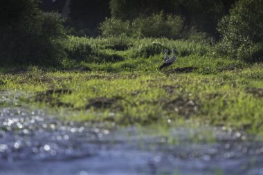 Yeşil çayırdaki leylek