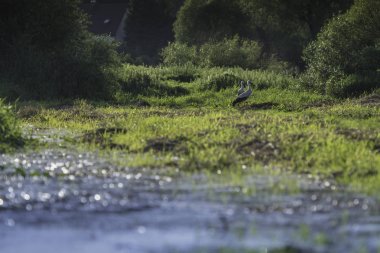 Yeşil çayırdaki leylek