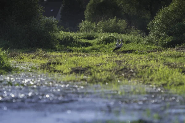 Yeşil çayırdaki leylek