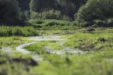 Yeşil çayırdaki leylek