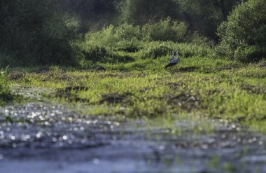 Yeşil çayırdaki leylek