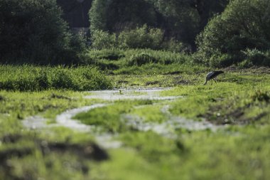 Yeşil çayırdaki leylek