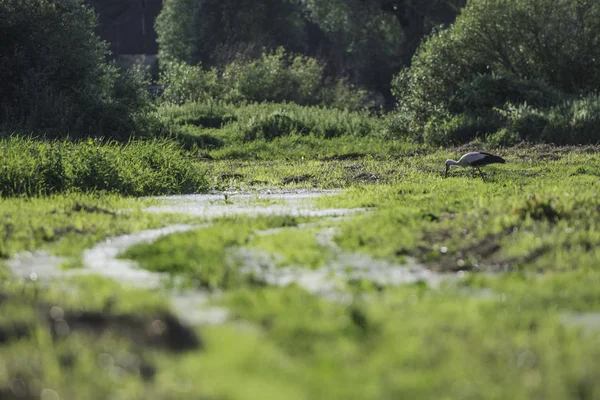 Yeşil çayırdaki leylek