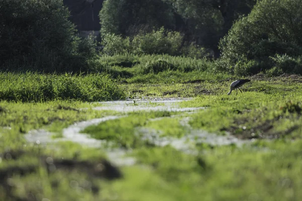 Yeşil çayırdaki leylek
