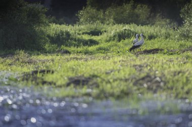 Yeşil çayırdaki leylek