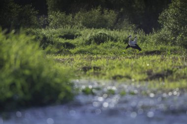 Yeşil çayırdaki leylek